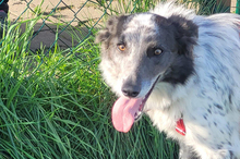 BLUE, Hund, Border Collie-Mix in Timmenrode - Bild 4