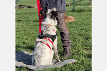 BLUE, Hund, Border Collie-Mix in Timmenrode - Bild 6