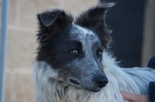 BLUE, Hund, Border Collie-Mix in Timmenrode - Bild 7