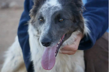 BLUE, Hund, Border Collie-Mix in Timmenrode - Bild 9