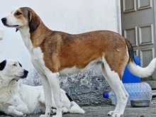 SHORTY, Hund, Mischlingshund in Griechenland - Bild 2