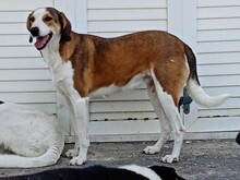 SHORTY, Hund, Mischlingshund in Griechenland - Bild 4