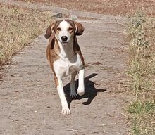 SHORTY, Hund, Mischlingshund in Griechenland - Bild 5