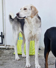 MELISSA, Hund, Mischlingshund in Griechenland - Bild 2