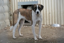 TARA, Hund, Mischlingshund in Kallmünz - Bild 3