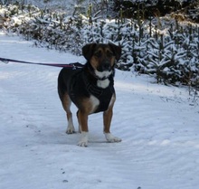 BELLA, Hund, Mischlingshund in Rehau - Bild 18