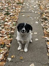 MIJA, Hund, Mischlingshund in Delmenhorst - Bild 2