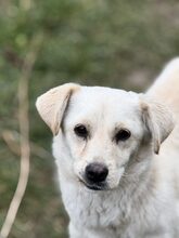 OKJA, Hund, Mischlingshund in Rumänien - Bild 1