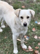 OKJA, Hund, Mischlingshund in Rumänien - Bild 2