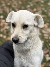 OKJA, Hund, Mischlingshund in Gießen