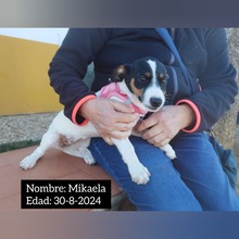 MIKAELA, Hund, Bodeguero Andaluz in Spanien - Bild 1