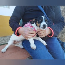 MIKAELA, Hund, Bodeguero Andaluz in Spanien - Bild 2