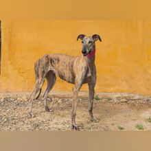 ROSANNA, Hund, Galgo Español in Spanien - Bild 2