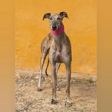 ROSANNA, Hund, Galgo Español in Spanien - Bild 3