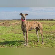 ROSANNA, Hund, Galgo Español in Spanien - Bild 5