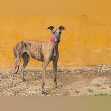 ROSANNA, Hund, Galgo Español in Spanien - Bild 6