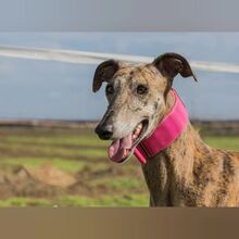 ROSANNA, Hund, Galgo Español in Spanien - Bild 7