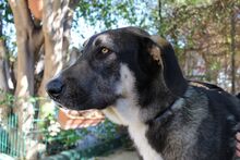 RINGO, Hund, Herdenschutzhund-Mix in Spanien - Bild 2