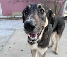 RINGO, Hund, Herdenschutzhund-Mix in Spanien - Bild 8