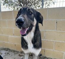 RINGO, Hund, Herdenschutzhund-Mix in Spanien - Bild 9