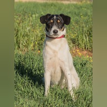 PLUTO, Hund, Bodeguero Andaluz-Mix in Spanien - Bild 1