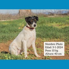 PLUTO, Hund, Bodeguero Andaluz-Mix in Spanien - Bild 2