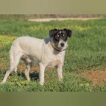 PLUTO, Hund, Bodeguero Andaluz-Mix in Spanien - Bild 4