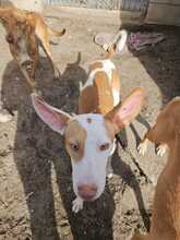 TINTO, Hund, Podenco in Spanien - Bild 2