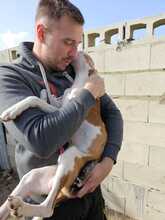 TINTO, Hund, Podenco in Spanien - Bild 3