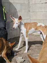 TINTO, Hund, Podenco in Spanien - Bild 7