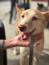 KODA, Hund, Podenco-Mix in Spanien - Bild 1