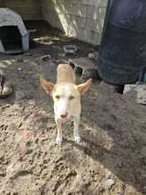 KODA, Hund, Podenco-Mix in Spanien - Bild 2