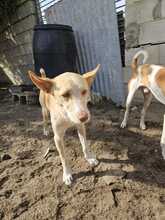 KODA, Hund, Podenco-Mix in Spanien - Bild 3