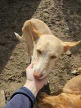 KODA, Hund, Podenco-Mix in Spanien - Bild 4