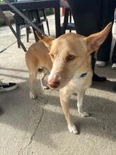 KODA, Hund, Podenco-Mix in Spanien - Bild 7