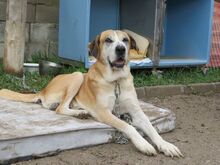 MIGUELITO, Hund, Mastin del Pirineos in Spanien - Bild 2