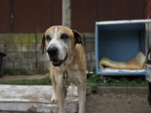 MIGUELITO, Hund, Mastin del Pirineos in Spanien - Bild 3