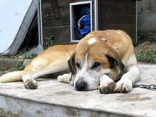 MIGUELITO, Hund, Mastin del Pirineos in Spanien - Bild 4