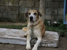 MIGUELITO, Hund, Mastin del Pirineos in Spanien - Bild 5