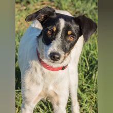 PANCHO, Hund, Bodeguero Andaluz-Mix in Spanien - Bild 1