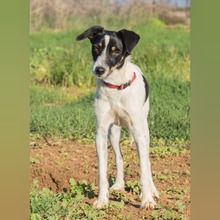 PANCHO, Hund, Bodeguero Andaluz-Mix in Spanien - Bild 2