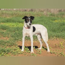 PANCHO, Hund, Bodeguero Andaluz-Mix in Spanien - Bild 3