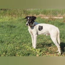 PANCHO, Hund, Bodeguero Andaluz-Mix in Spanien - Bild 4