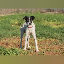 PANCHO, Hund, Bodeguero Andaluz-Mix in Spanien - Bild 5