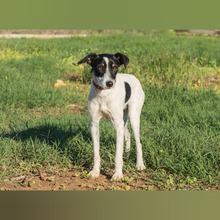 PANCHO, Hund, Bodeguero Andaluz-Mix in Spanien - Bild 6