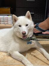 YETI, Hund, Siberian Husky in Spanien - Bild 1