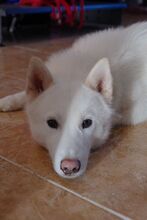 YETI, Hund, Siberian Husky in Spanien - Bild 4