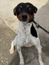 FERNANDO, Hund, Bodeguero Andaluz in Spanien - Bild 1