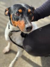 FERNANDO, Hund, Bodeguero Andaluz in Spanien - Bild 6