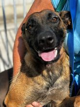 DESTINY, Hund, Malinois-Mix in Spanien - Bild 1